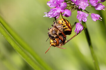 Hornet hangs on an allium flower and eats a bee