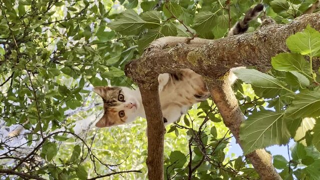 Cute kitty on a tree, low angle, close up