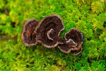 Earthfan mushroom is growing in green damp moss in the woodland.