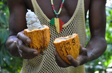 cacao cocoa pod black man