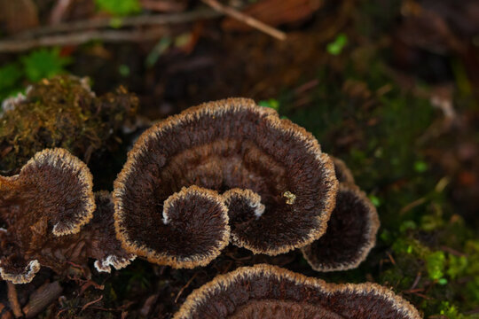 Earthfan mushroom is growing among mosses and decaying branches in the forest.