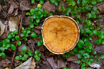 Orange Cinnamon coltricia mushroom grows on the forest floor.