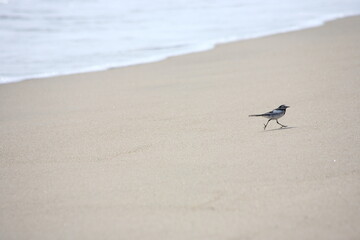 砂浜を歩く野鳥