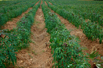 green cassava tree on farm