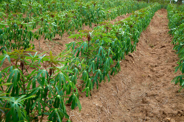 green cassava tree on farm