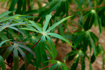 green cassava tree on farm