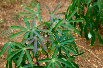 green cassava tree on farm