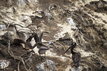 2023-08-17 BROWN PELICANS ON A CLIFF NEAR THE LA JOLLA COVE FIGHTING ON THE CLIFF SIDES