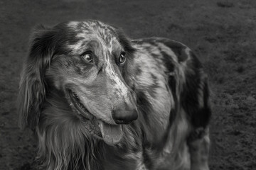 2023-09-10 CLOSE UP BLACK AND WHITE PHOTO OF A DACHSUND HOUND LOOKING RIGHT IN THE FRAME WITH BEAUTIFUL EYES AND A FUNNNY STARE