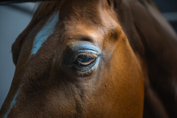 2023-09-08 A CLOSE UP OF A BROWN HORSES EYE WITH SELECTIVE FOCUS