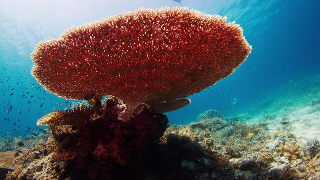 Healthy coral reef in the Komodo National Park in Indonesia. Camera slowly ascends and shows details of the hard, round shaped coral