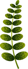Tropical green leaves isolated  illustration