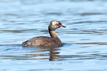 Male horned grebe in the water.