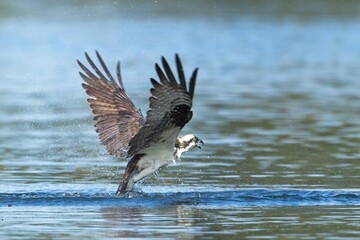 Osprey starts to fly out of the water.