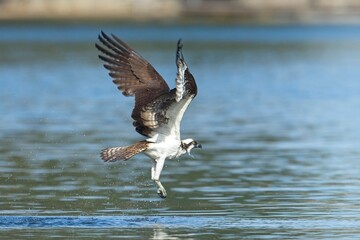 Osprey flies from the water's surface.