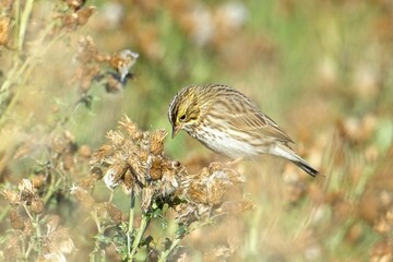 Song sparrow looks for seeds on plant.