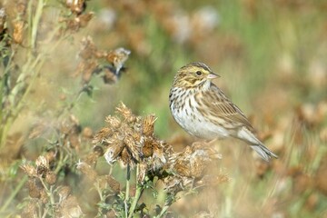 Song sparrow looks back to its left.