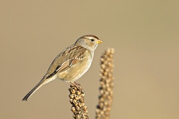 Small Lincoln Sparrow on a plant.
