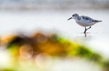 Sanderling, Calidris Alba, birds on the beach at low tide, Dawlish Warren, Devon, England