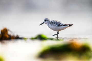 Sanderling, Calidris Alba, birds on the beach at low tide, Dawlish Warren, Devon, England