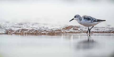 Sanderling, Calidris Alba, birds on the beach at low tide, Dawlish Warren, Devon, England