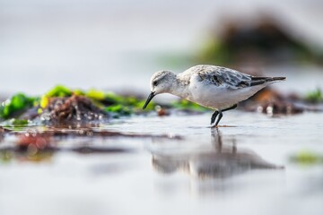 Sanderling, Calidris Alba, birds on the beach at low tide, Dawlish Warren, Devon, England