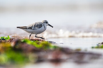 Sanderling, Calidris Alba, birds on the beach at low tide, Dawlish Warren, Devon, England