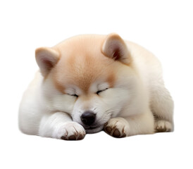 Obraz premium AkitaInu