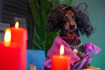 Fortune teller dog predicts fate, mysticism Burning candles, Close-up portrait of dachshund in wig,...