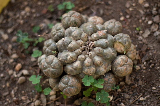 รูปภาพPeyote – เลือกดูภาพถ่ายสต็อก เวกเตอร์ และวิดีโอ10,517 | Adobe Stock