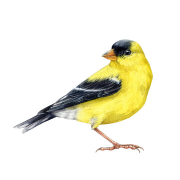 Goldfinch bird watercolor illustration. Spinus tristis realistic detailed image. Hand drawn North American native yellow bird. Goldfinch wildlife forest avian isolated on white background