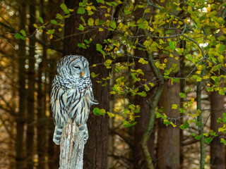 close up od barred owl perched  on an old tree trunk in the forest