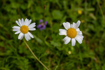 Fototapeta premium daisy in the grass
