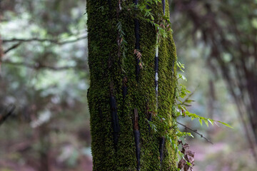 green moss on tree