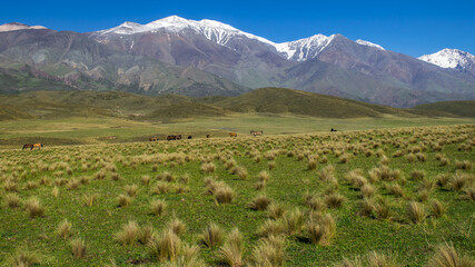 Fototapeta premium Al pie del cordón del plata , cordillera de los Andes vemos un hermoso valle , con caballos salvajes pastando la hierva fresca del lugar , Mendoza Arg.