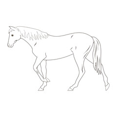 horse line vector illustration