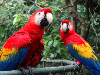 Pareja de Guacamayas