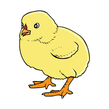 poult vector illustration