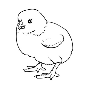 poult outline vector illustration
