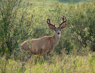 mule deer stag