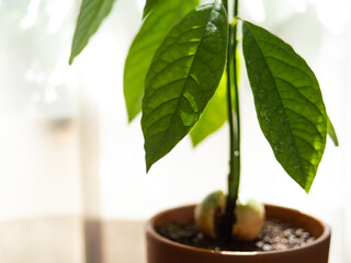 鉢植えで育てたアボカド