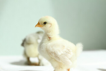 baby chicken on a green background