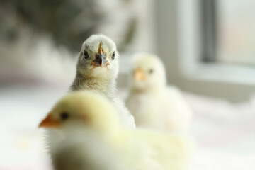 baby chicken on a green background