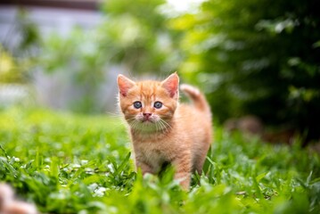 The cat, an orange kitten in the grass, looks curiously at the camera, standing gracefully alone © 9CatStudio