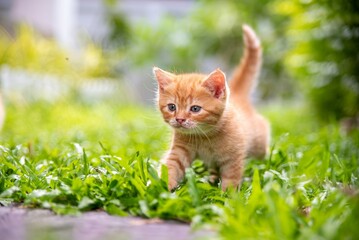cat, orange kitten in the grass walking With confidence alone, with the tail held up