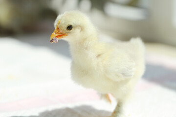 baby chicken on a green background