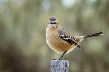 Hermosa Calandria común , con sus tonos amarronados y su presencia erguida , no se asusta frente...