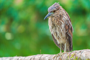 black-crowned night-heron (Nycticorax nycticorax)