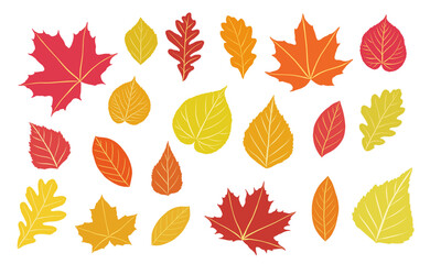 Coloring Fall Leaves, Maple, Oak, Elm, Birch, Linden, Autumn Foliage Set