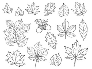 Hand-drawn Autumn Forest Line Art Set, Maple, Oak, Elm, Birch, Linden, Acorn Fall Foliage Set